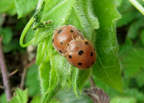 Henosepilachna sp.
